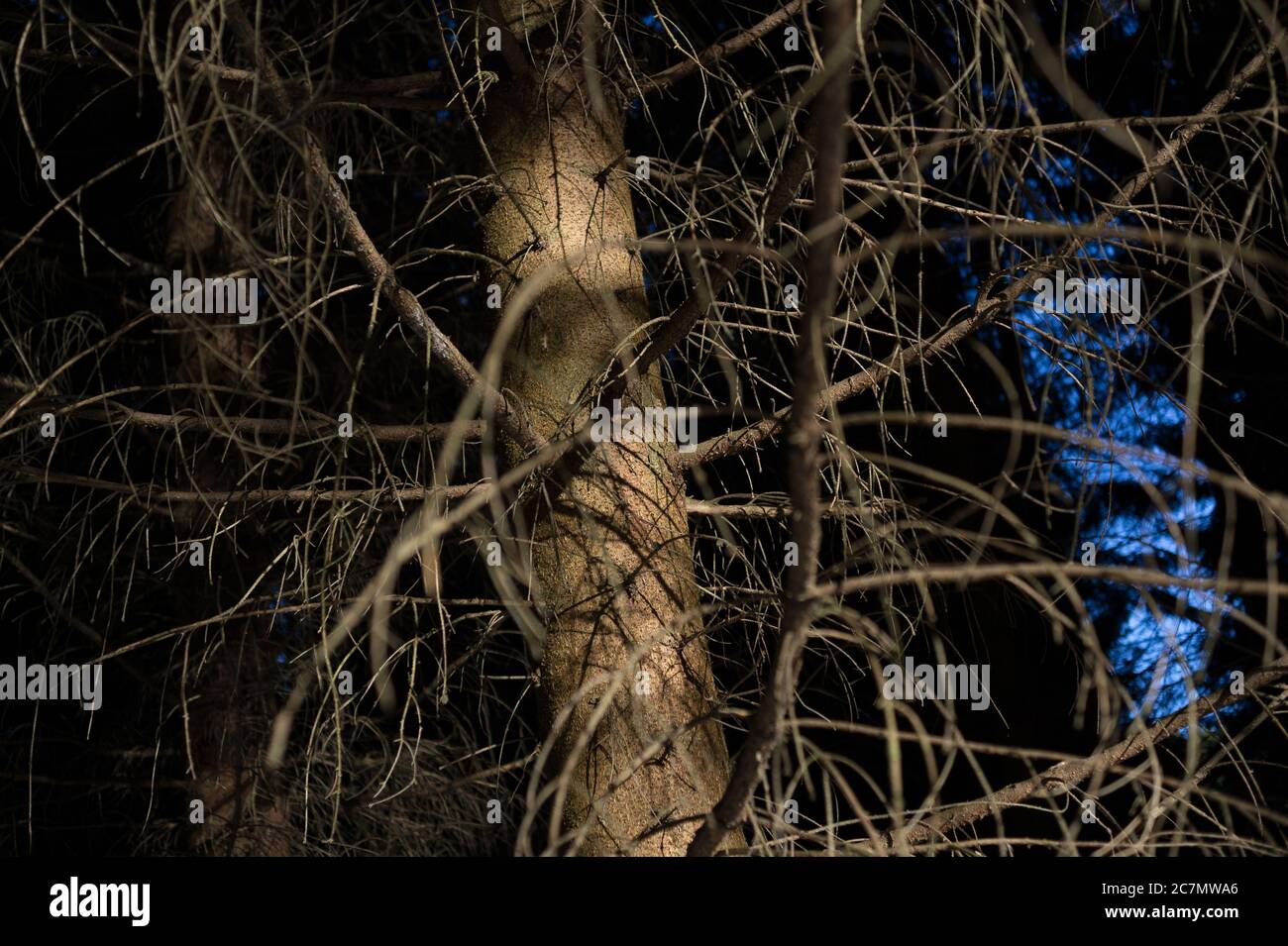 Trunk and branches of conifer tree ( evergreen ) - detail of plant. Trunk is lit by dramatic light, background is dim and dark. Very low depth of fiel Stock Photo