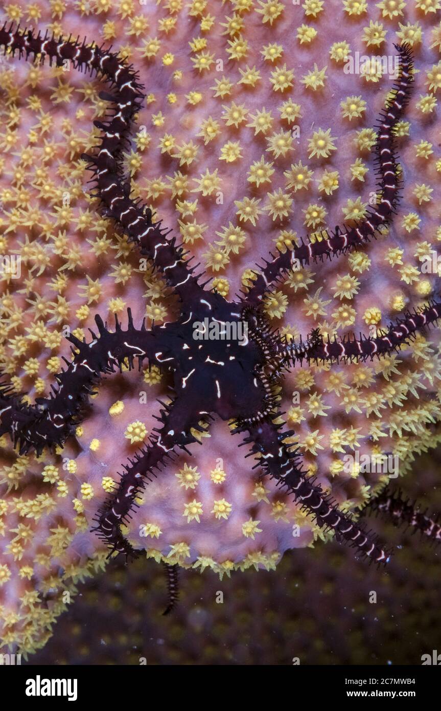 Variable Brittle Star, Ophiomastix variabilis, on coral, night dive, Paradise II dive site, Sipadan Water Village House Reef, Mabul Island, near Sipad Stock Photo