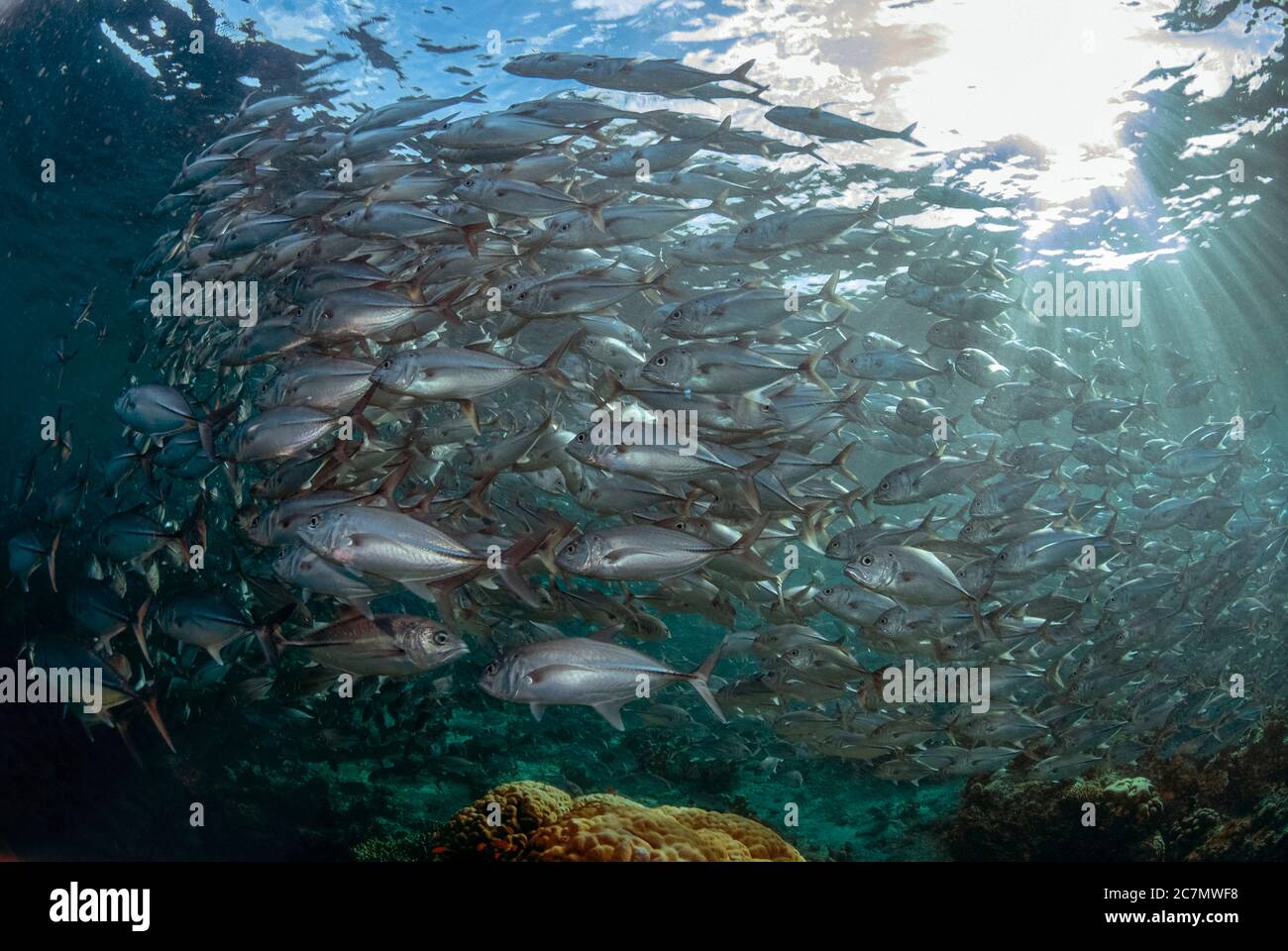 School of Bigeye Trevally, Caranx sexfasciatus, Barracuda Point dive site, Sipadan island, Sabah, Malaysia, Celebes Sea Stock Photo