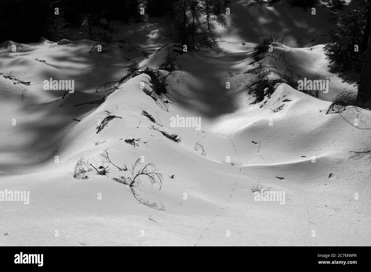 Surface of snow during winter season. Coniferous trees are snow-covered. Top of conifers and branches are visible. Dramatic light with shadows and str Stock Photo