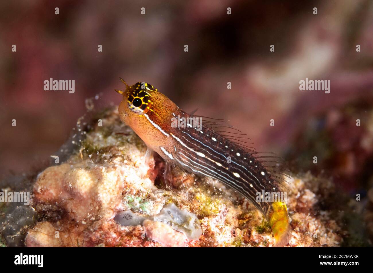 Pictus Blenny, Ecsenius pictus, Uhak Reef dive site, Uhak Village, Wetar Island, near Alor, Indonesia, Banda Sea, Pacific Ocean Stock Photo