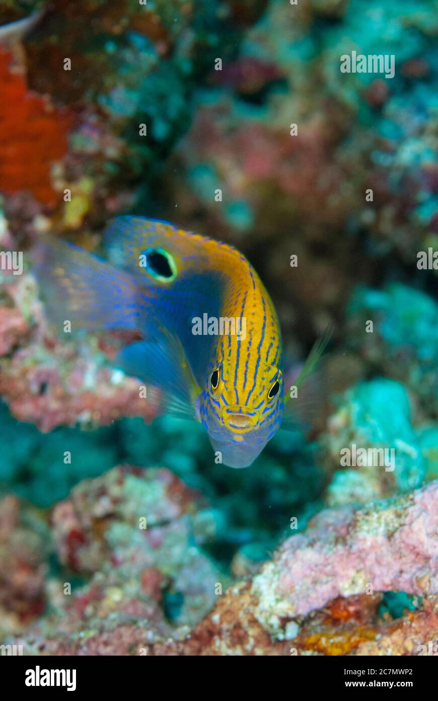 Speckled Damsel, Pomacentrus bankanensis, Uhak Reef dive site, Uhak Village, Wetar Island, near Alor, Indonesia, Banda Sea, Pacific Ocean Stock Photo
