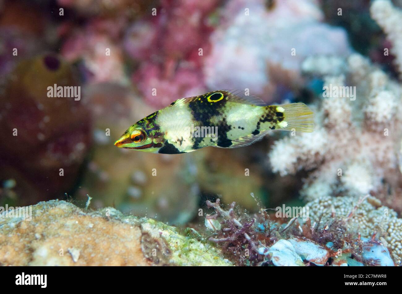 Juvenile Checkerboard Wrasse, Halichoeres hortulanus, Uhak Reef dive site, Uhak Village, Wetar Island, near Alor, Indonesia, Banda Sea, Pacific Ocean Stock Photo