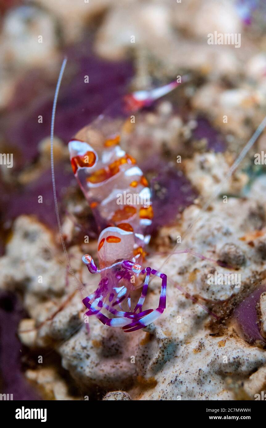 Yellow-spotted Anemone Shrimp, Ancylomenes luteomaculatus, Blue Water Muck dive site, Uhak River, Wetar Island, near Alor, Indonesia, Banda Sea, Pacif Stock Photo