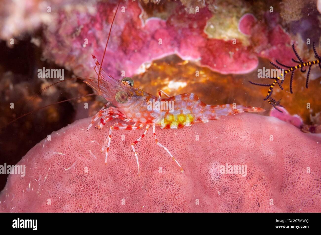 Reticulated Hinge-beak Shrimp, Cinetorhynchus reticulatus, night dive, Cuts and Grottos dive site, Tutuntute, near Uhak village, Wetar Island, near Al Stock Photo
