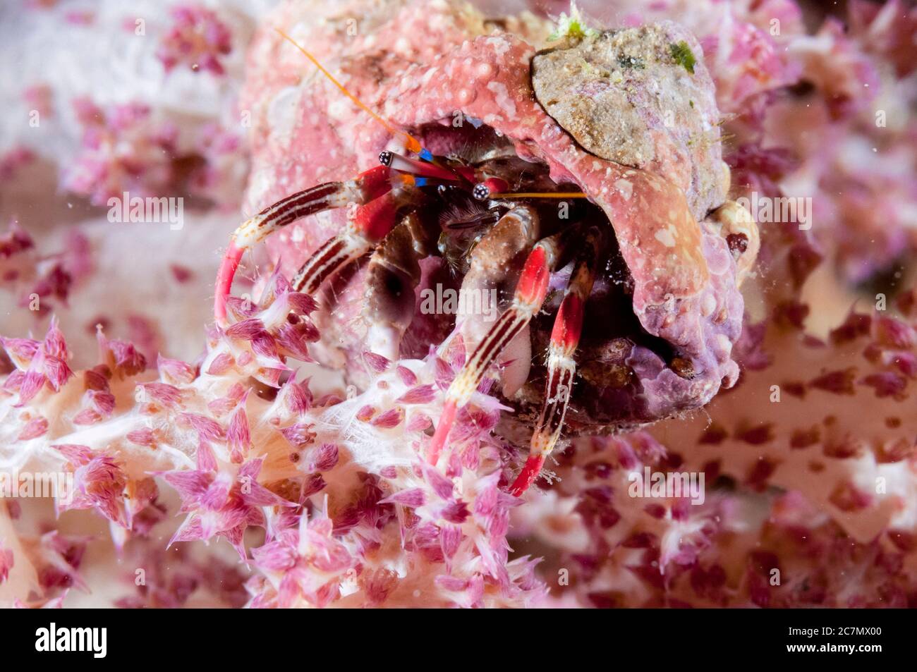Beautiful Hermit Crab, Calcinus pulcher, on coral, night dive, Cuts and Grottos dive site, Tutuntute, near Uhak village, Wetar Island, near Alor, Indo Stock Photo