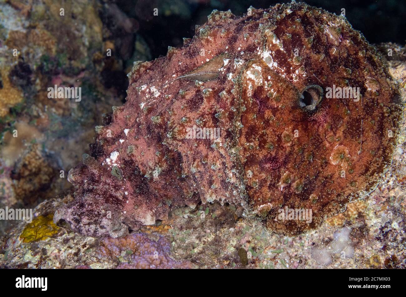 Blunt-end Sea Hare, Dolabella auricularia, night dive, Cuts & Grottos dive site, Tutuntute, near Uhak village, Wetar Island, near Alor, Indonesia, Ban Stock Photo