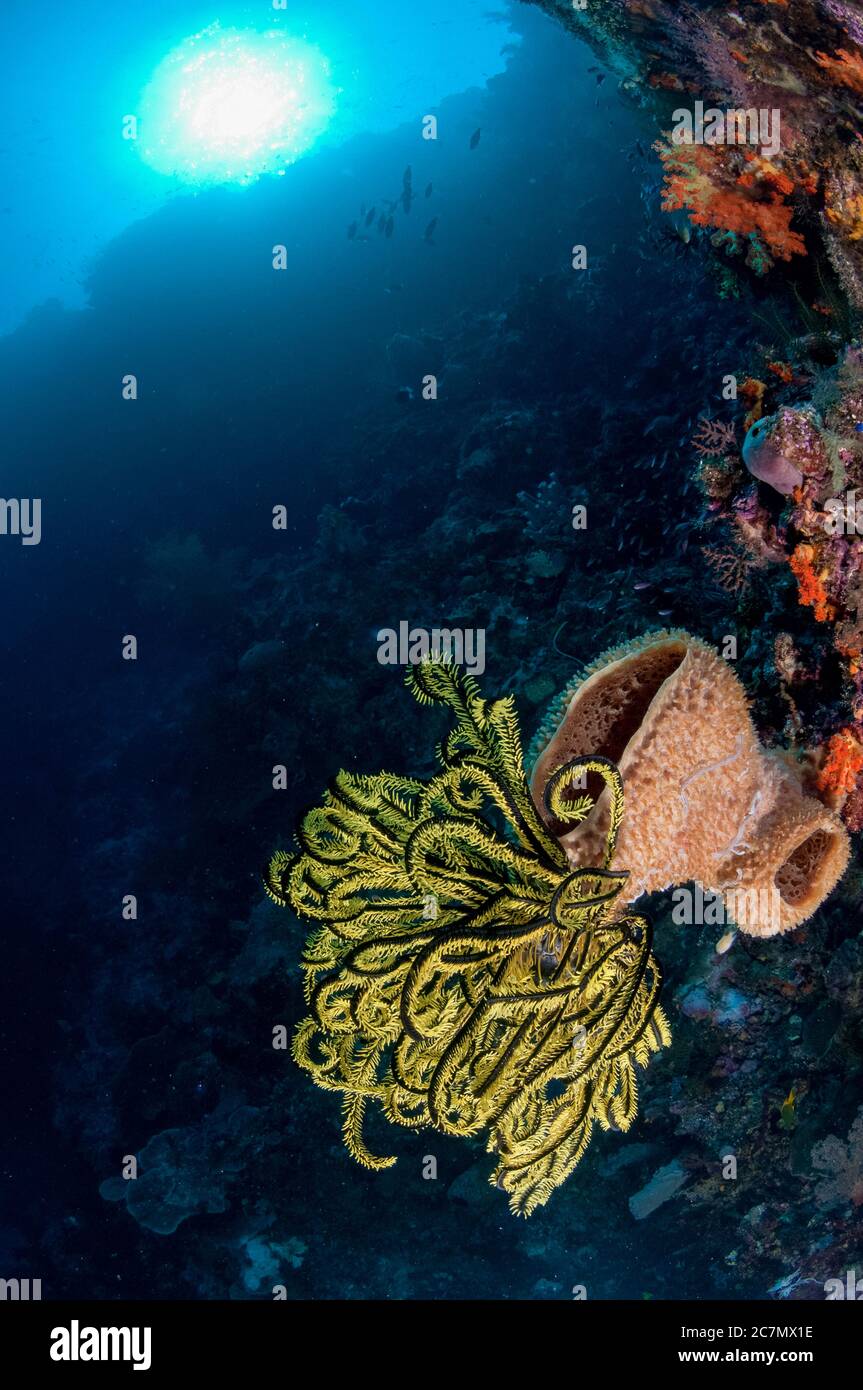 Barrel Sponge, Xestospongia testudinaria, with Crinoid, Comatulida