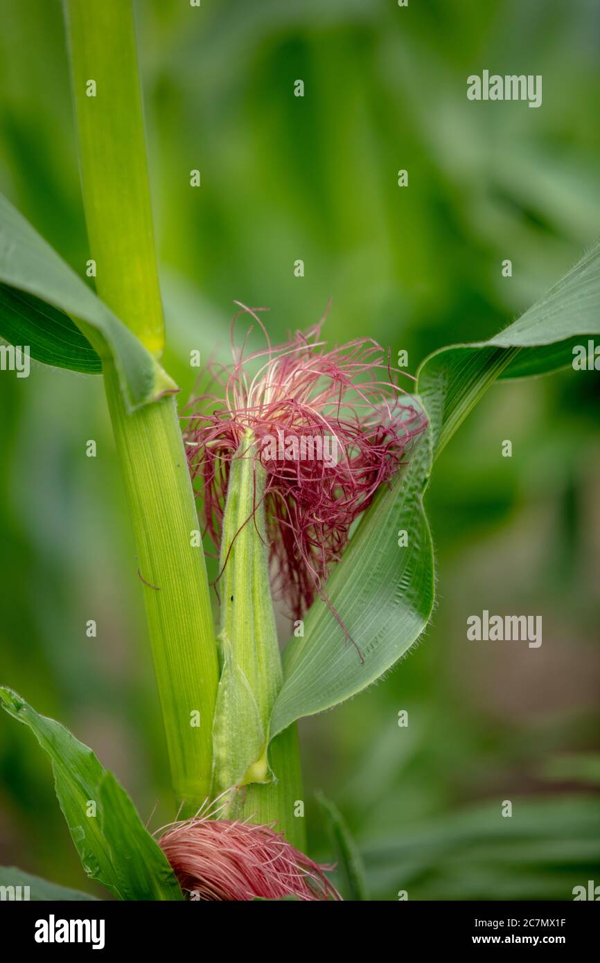 Close up of female corn flowers hires stock photography and images Alamy