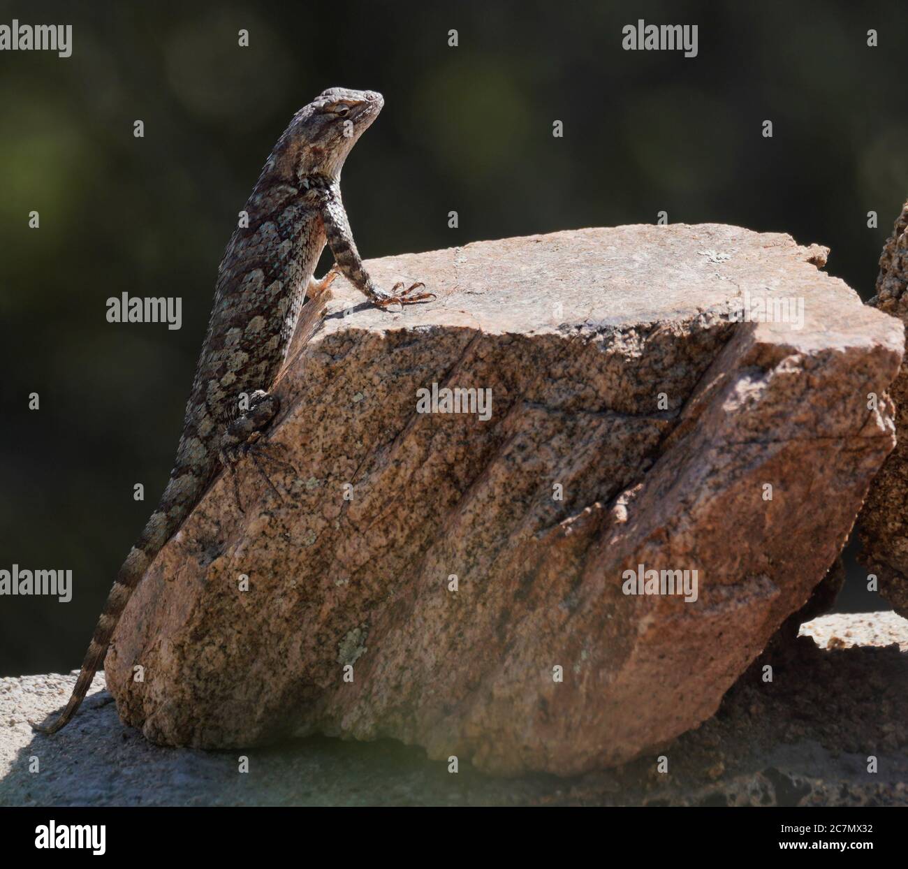 Close up of a Clark's Spiny Lizard sunbathing in the morning light. Stock Photo