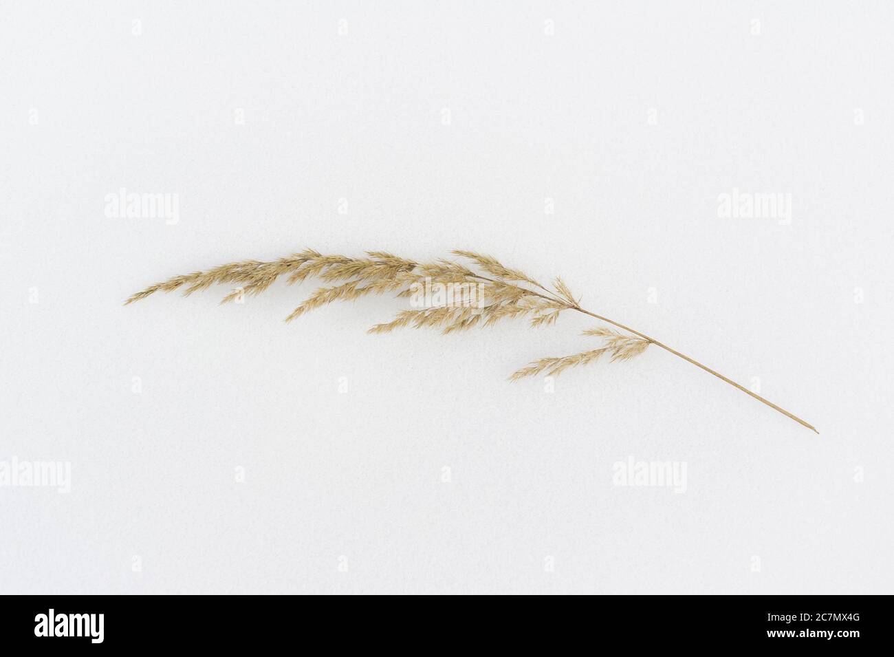 Minimalist and simple detail of nature - flat lay of dried straw on the snow. White area as copy space Stock Photo