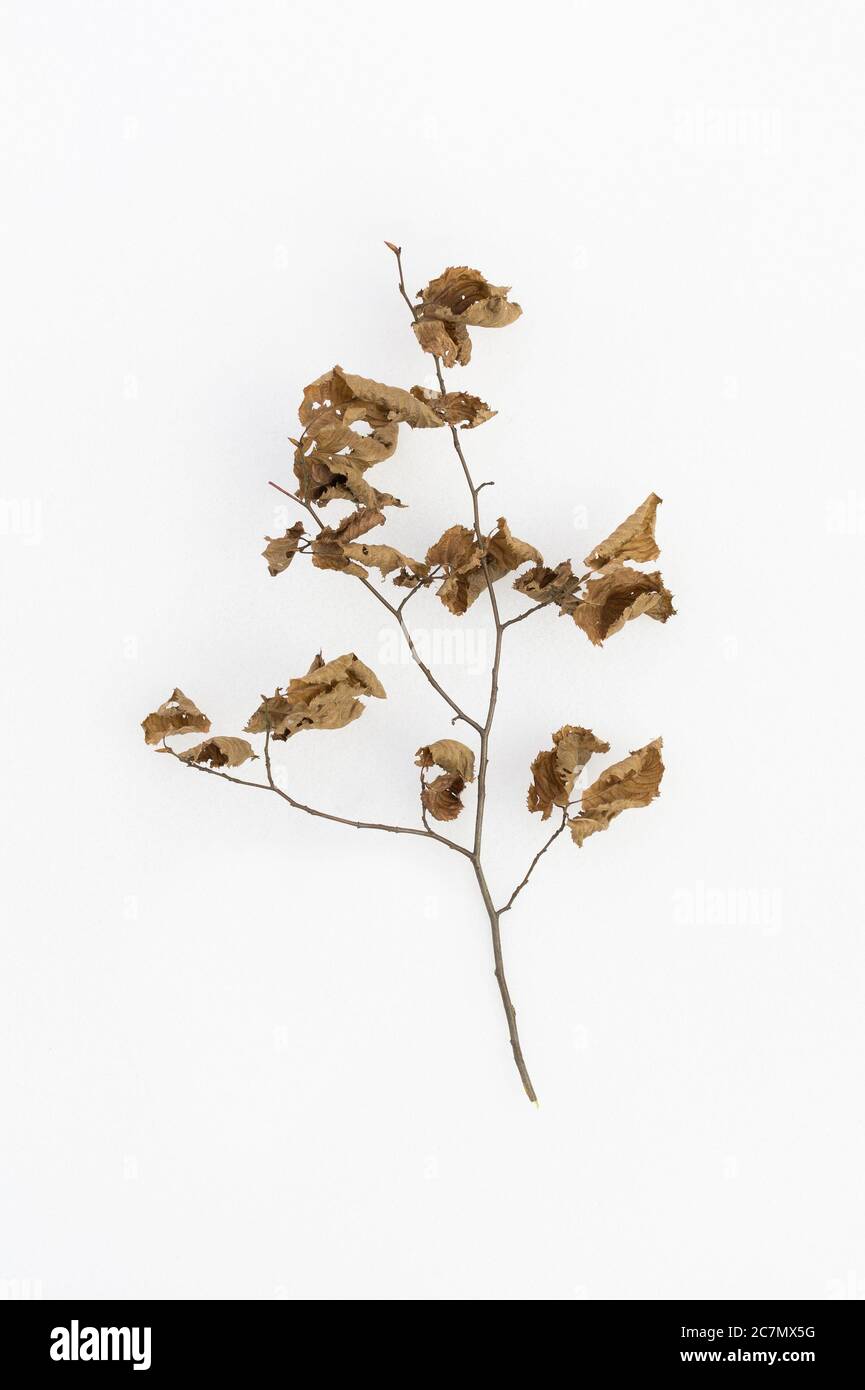 Old withered leaves hi-res stock photography and images - Alamy