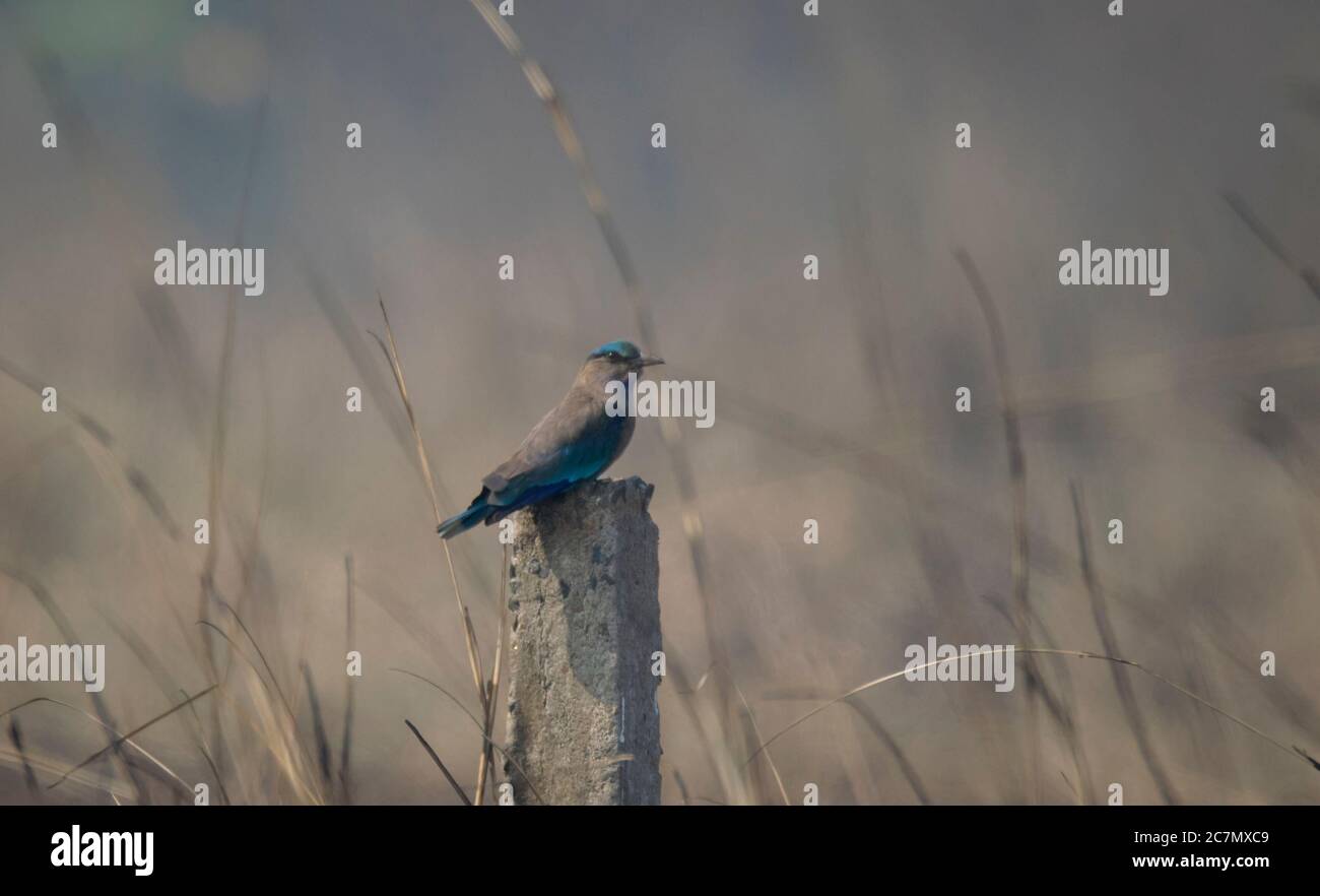 A wild bird on the pillar at grassland in morning light . Stock Photo