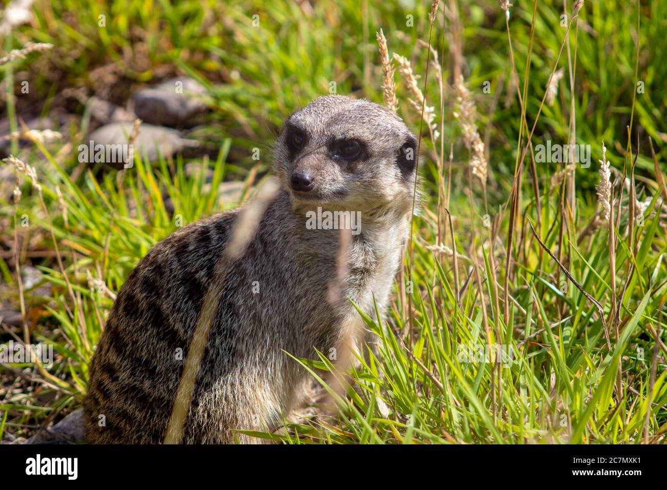 Animals loving life in there natureal state, mother and child monkeys showing off to the camera Stock Photo