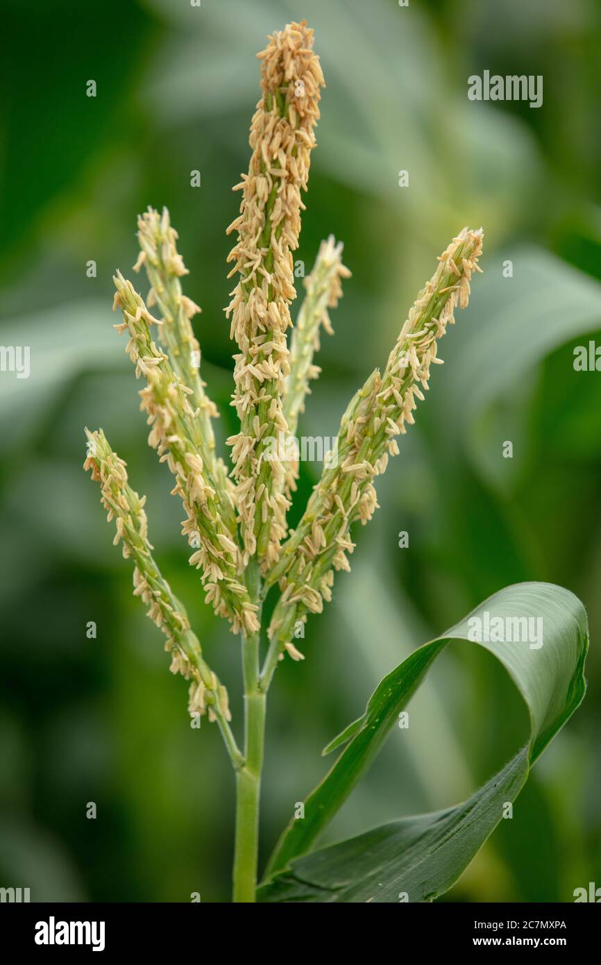 The male seeds or tassels of the sweetcorn, ready to pollinate by wind, seen on the allotment in