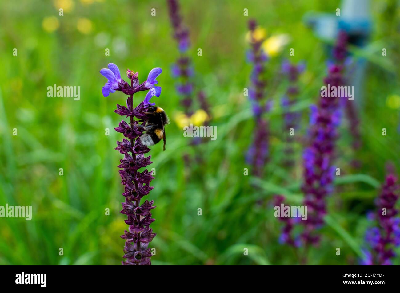 Close-up of a buff-tailed bumblebee feeding on the purple flowers of a meadow sage plant. Stock Photo