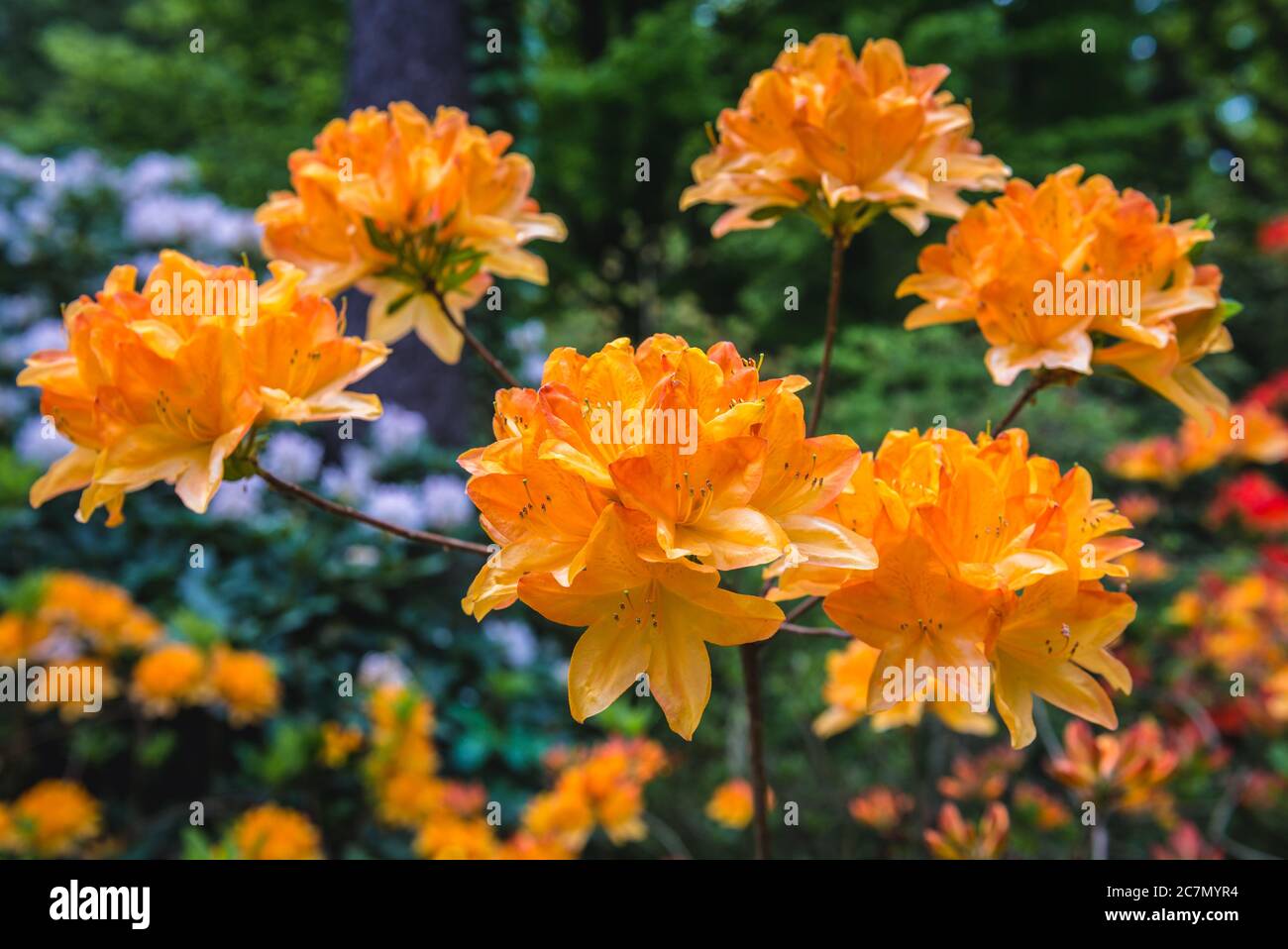 Rhododendron diamant red hi-res stock photography and images - Alamy