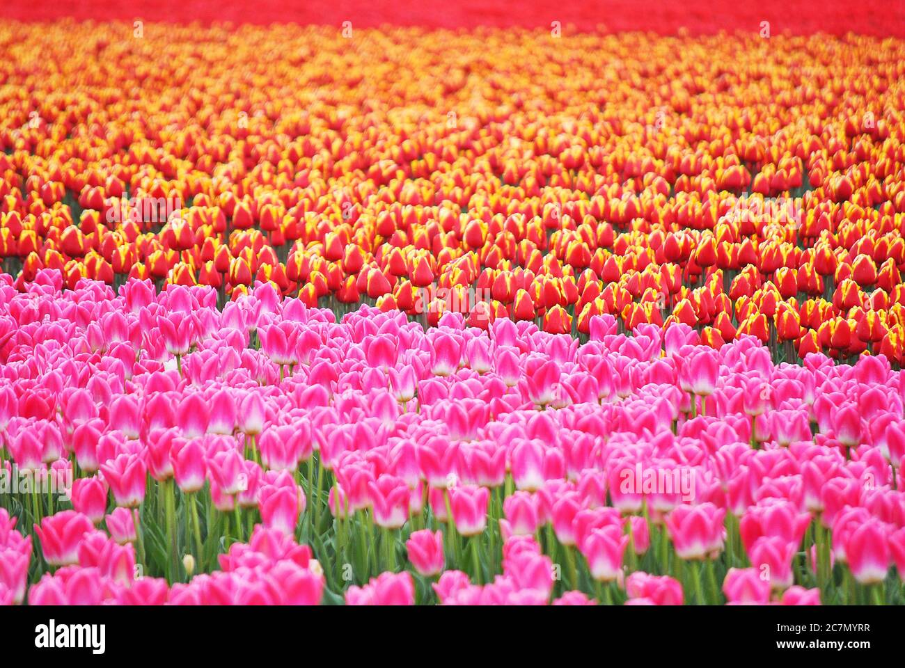 Beautiful scenery of a field of colorful tulips Stock Photo - Alamy