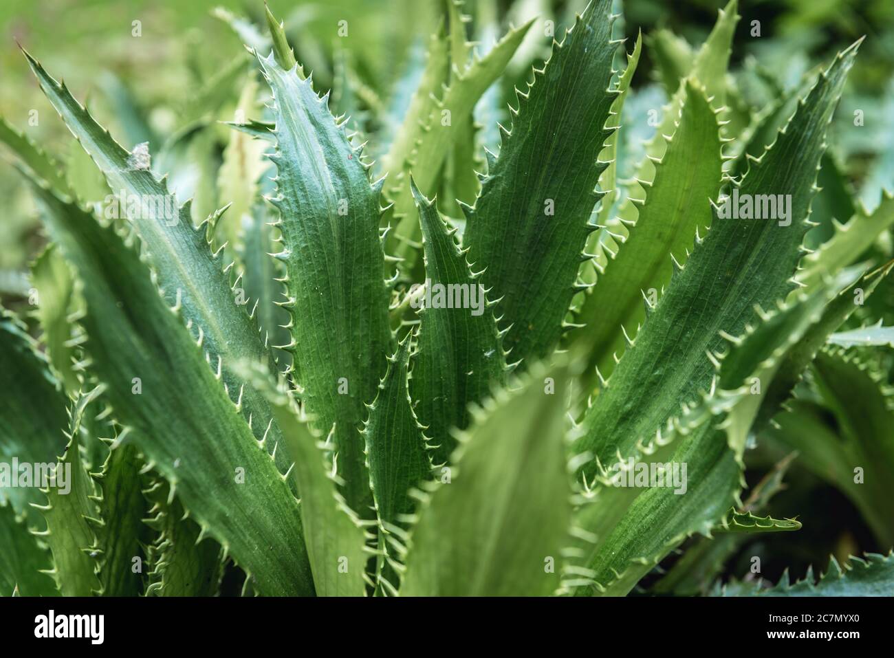 Close up on Eryngium bromeliifolium plant in garden, Sea Holly plant Stock Photo