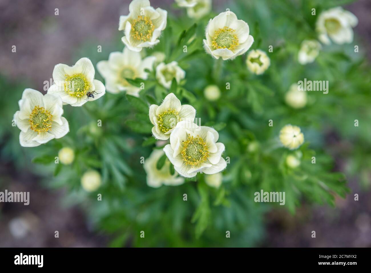 Anemone narcissiflora - narcissus anemone or narcissus flowered anemone, herbaceous perennial in the genus Anemone and the buttercup family Stock Photo