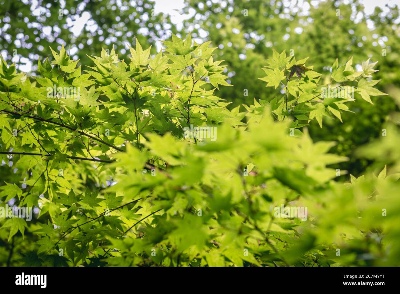 Acer palmatum tree, common name Japanese Maple, Palmate Maple or Smooth Japanese Maple Stock Photo
