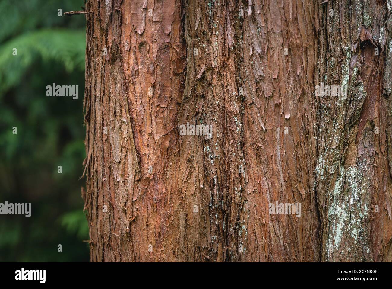 Metasequoia glyptostroboides The Dawn Redwood endangered deciduous