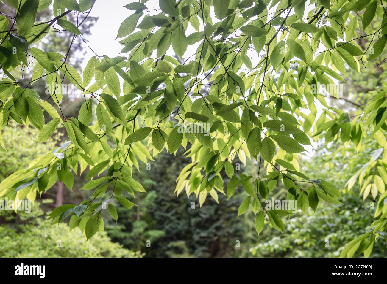Acer carpinifolium tree leaves, common name hornbeam maple Stock Photo