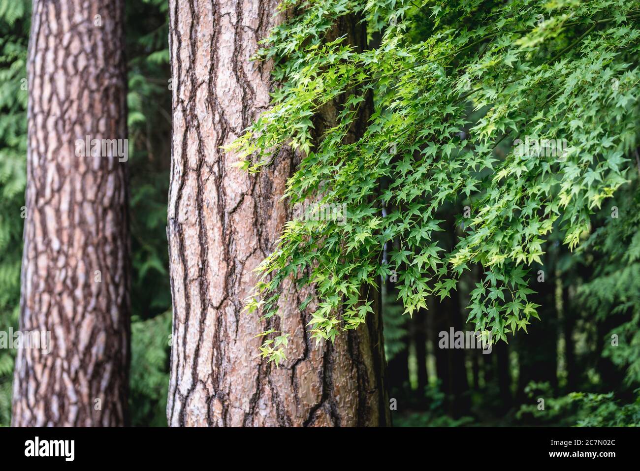 Acer palmatum tree, common name Japanese Maple, Palmate Maple or Smooth Japanese Maple Stock Photo