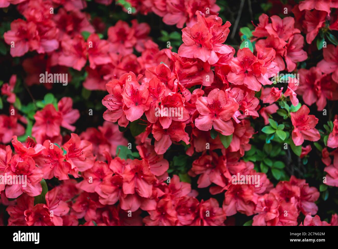 Rhododendron flowers variety called Glowing Embers Stock Photo
