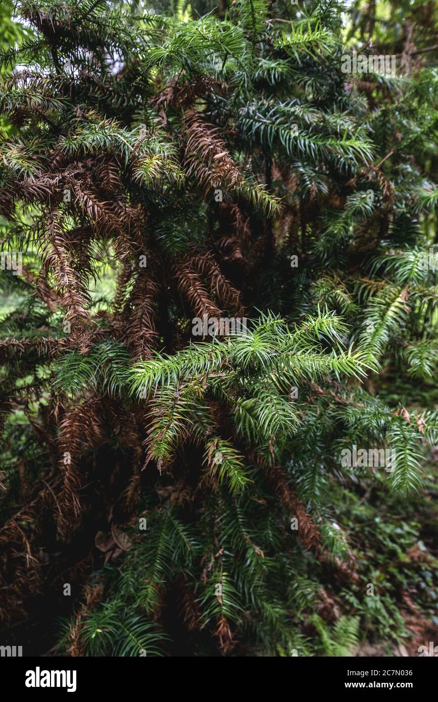 Cunninghamia lanceolata tree, common name Cunninghamia or China fir Stock Photo
