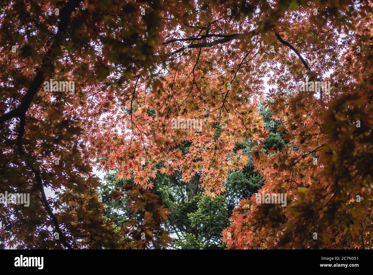 Acer palmatum tree, variety with red leaves, common name Japanese Maple, Palmate Maple or Smooth Japanese Maple Stock Photo
