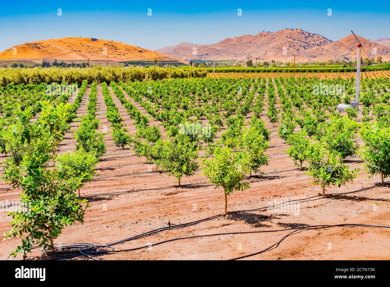 The San Joaquin Valley covers a huge part of Central California, and is the heart of  agriculture in California. Young orange trees grow in one of the Stock Photo