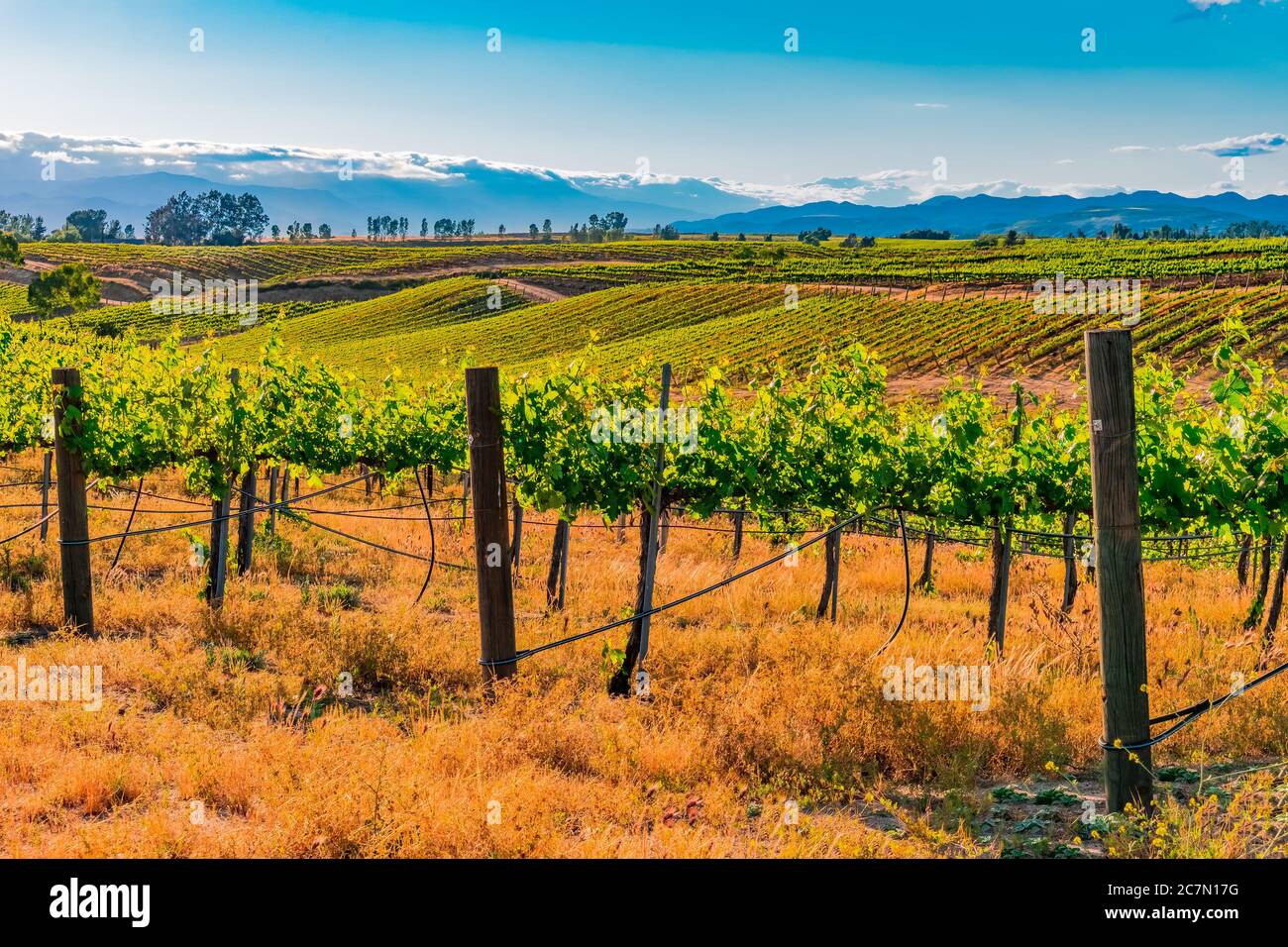 Bright green Vineyards grow on the rolling hills of Temecula Valley in Southern California in the last light of the day. Stock Photo