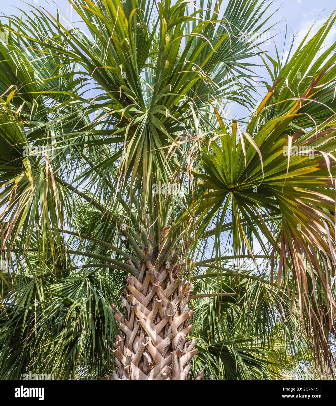Texas Sabal Palm at Mercer Arboretum and Botanical Gardens in Spring, Texas. Stock Photo