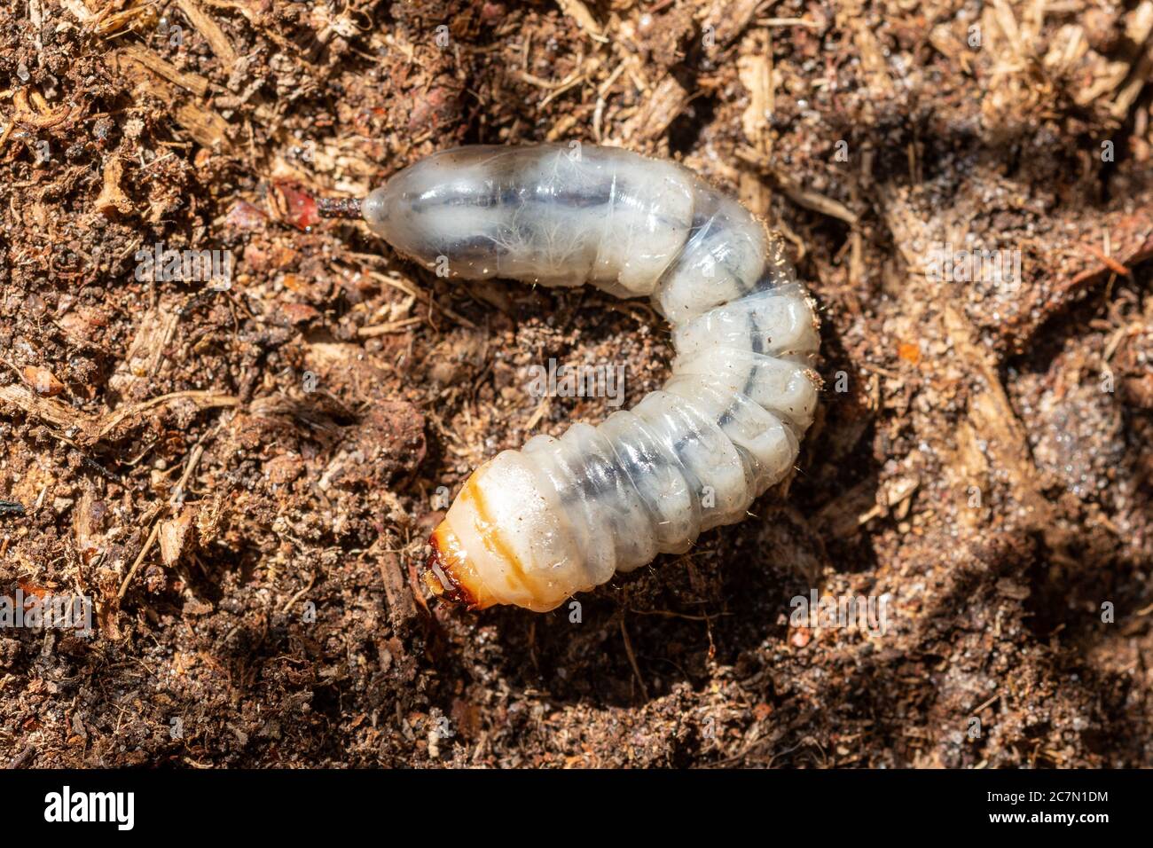 Larva of the tanner beetle (Prionus coriarius), a longhorn beetle species, UK Stock Photo