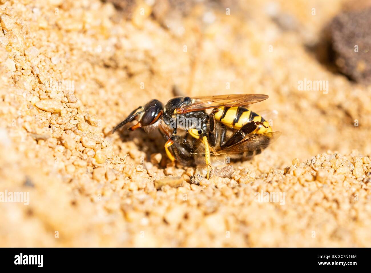 European beewolf (Philanthus triangulum), a bee-killer wasp, taking bee prey into its nest burrow in sand, UK Stock Photo