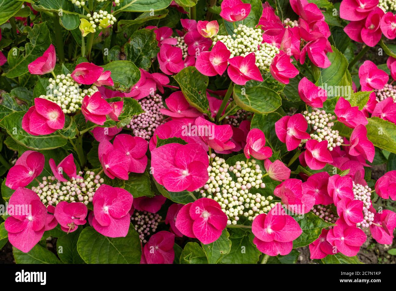 Hydrangea macrophylla 'Nachtigall' (Teller Series), a beautiful lacecap with deep pink flowers, UK Stock Photo