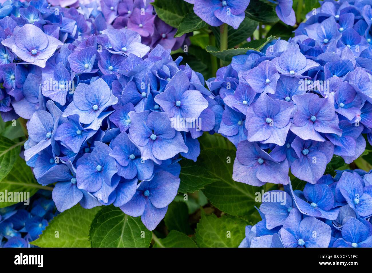 Hydrangea macrophylla 'Bela', a mophead hydrangea with large, globular