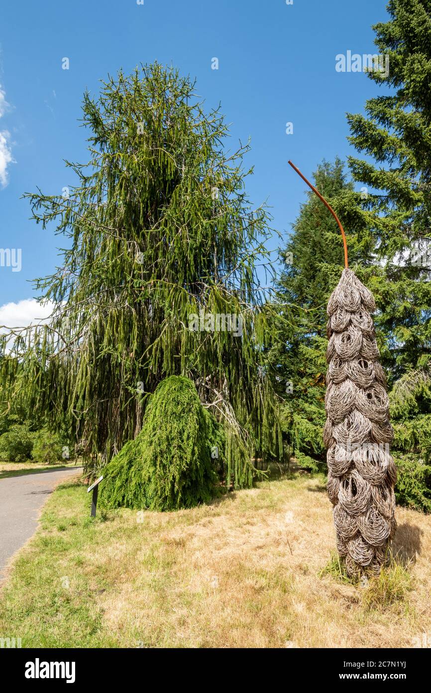 The pinetum sculpture trail at Sir Harold Hillier Gardens with a Picea abies 'viminalis' Norway spruce tree and a pine cone sculpture, Hampshire, UK Stock Photo
