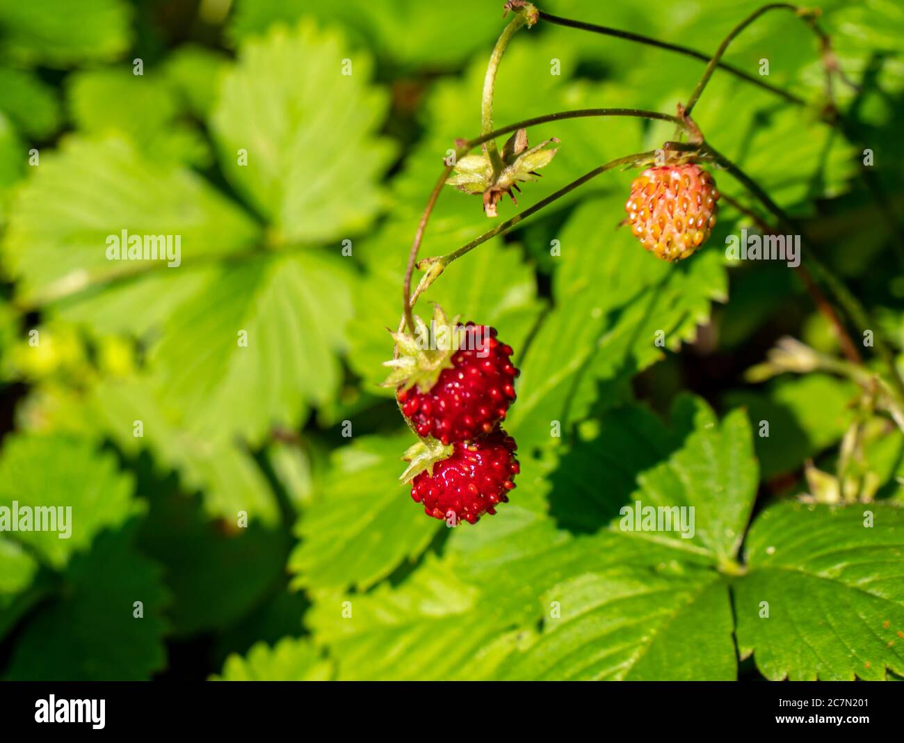 Wild strawberry fruit in summer Stock Photo - Alamy