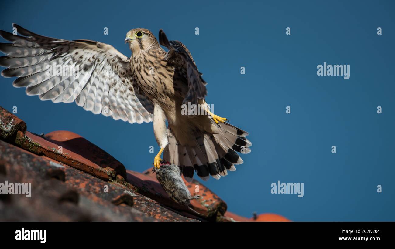 Young Kestrel (Falco tinnunculus) flying on the barn’s roofing-tile with a prey in the claw and a blue sky in the background Stock Photo