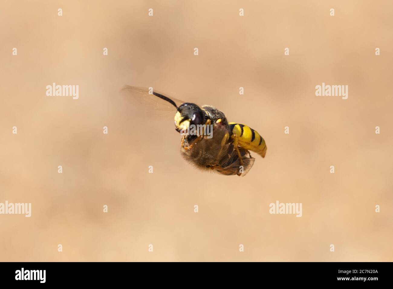 European beewolf (Philanthus triangulum), a bee-killer wasp, in flight with bee prey to provision its nest burrow in the sand, UK Stock Photo