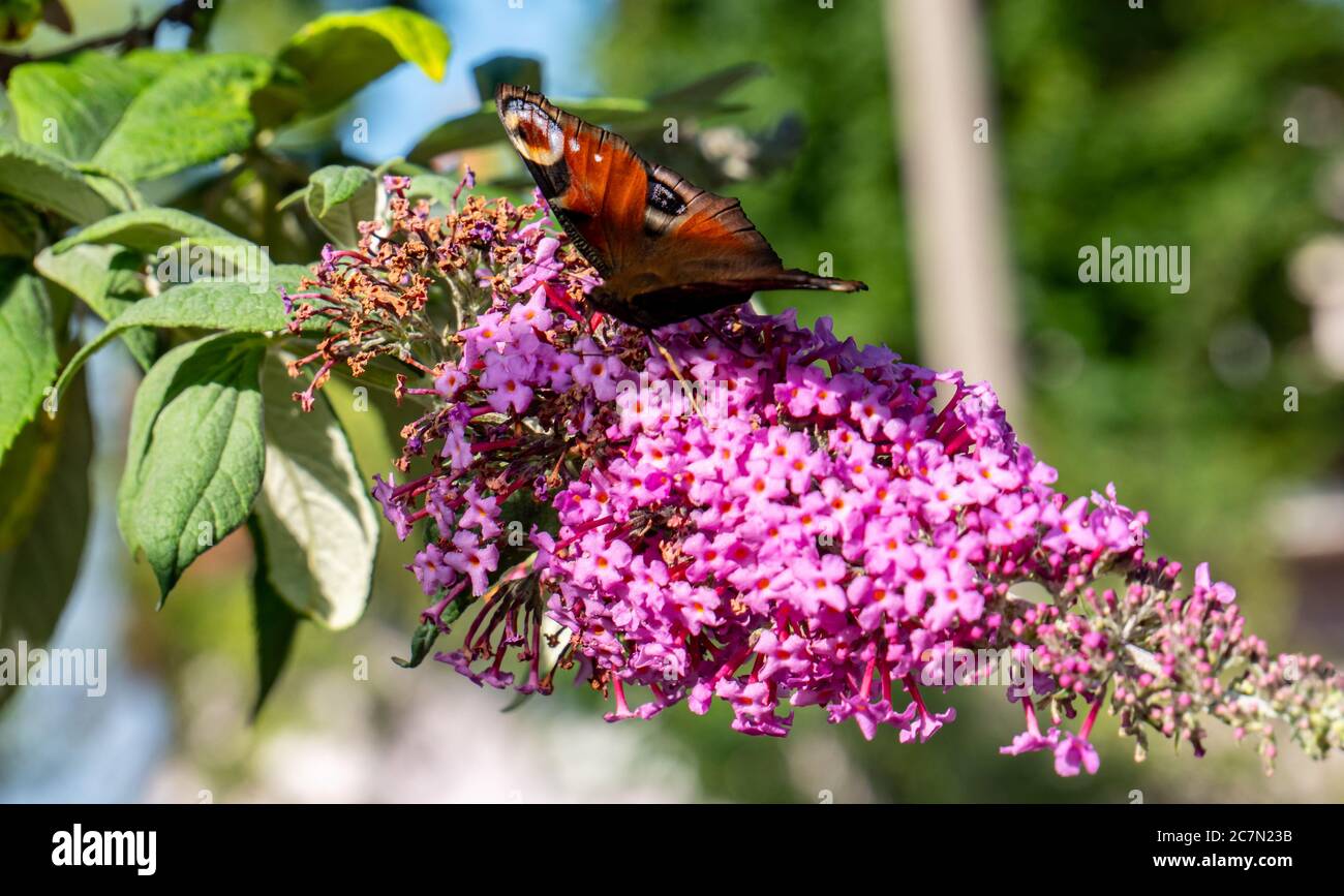 Buddleja davidii with a peacock butterfly Stock Photo - Alamy