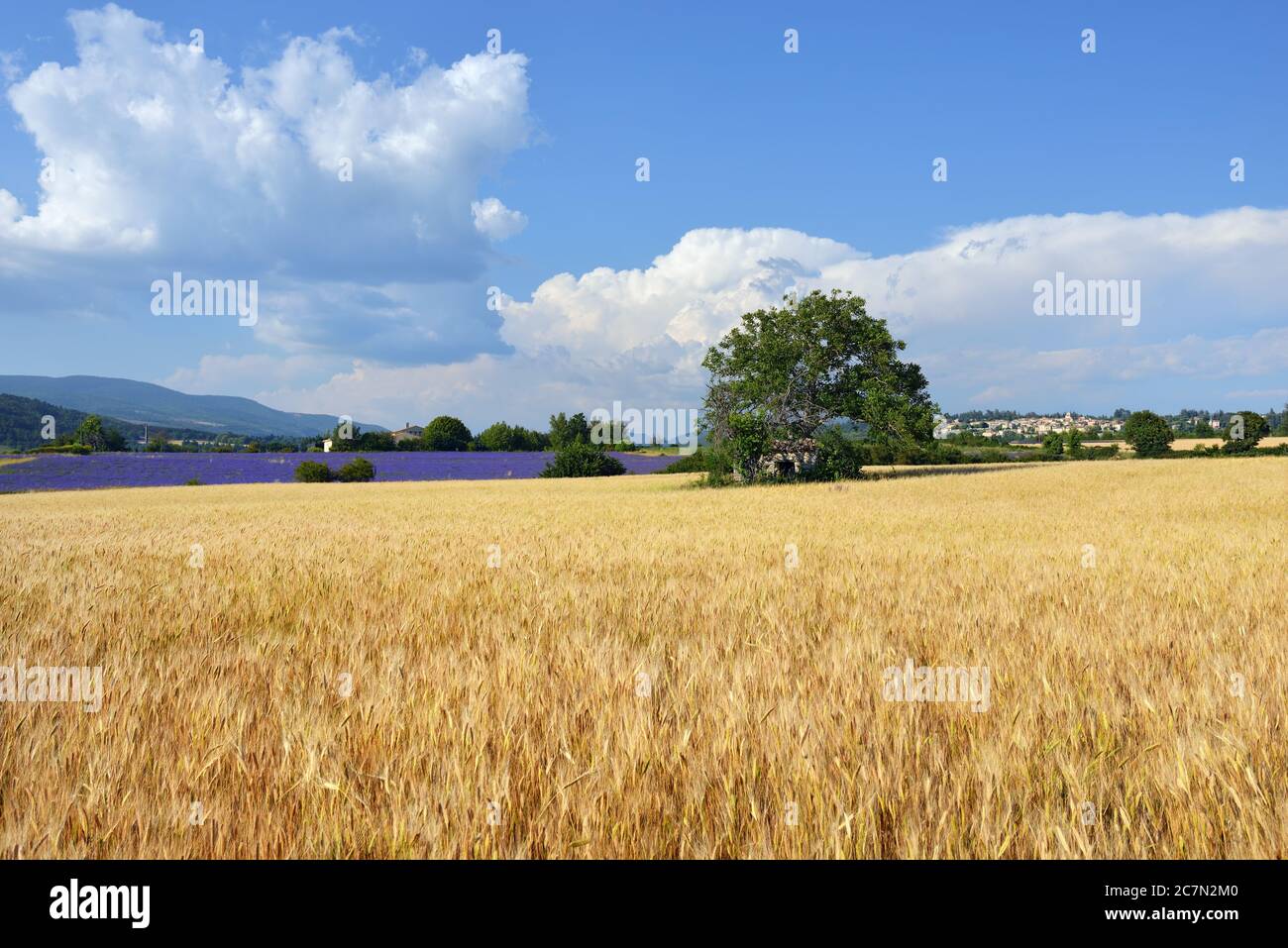 Stunning landscape with wheat field with big green tree in the center, lavender field and medieval village of Sault on background. Plateau of Sault, P Stock Photo