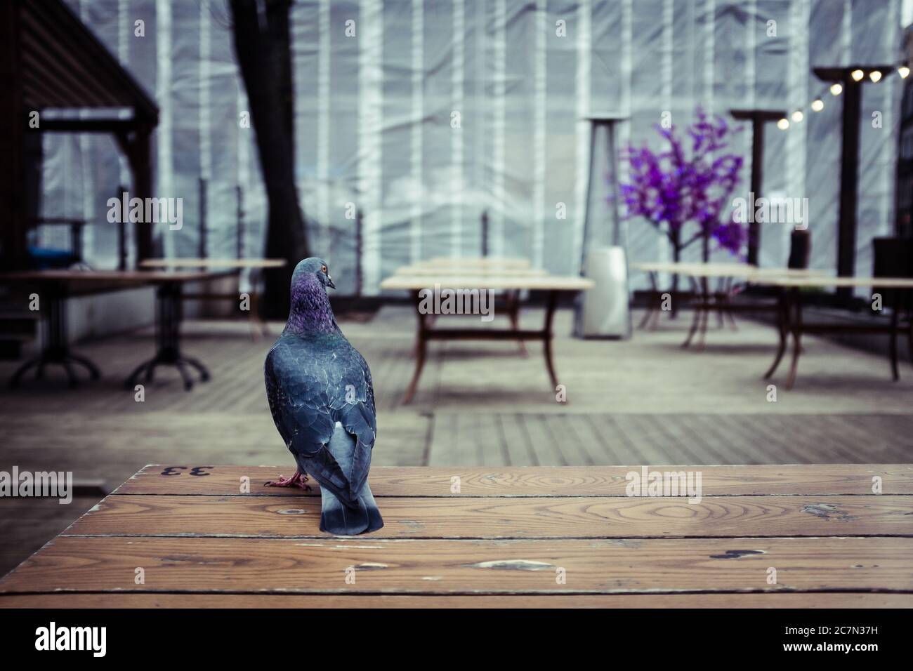 Pigeon standing on a wooden table in front of the outdoor cafe Stock Photo