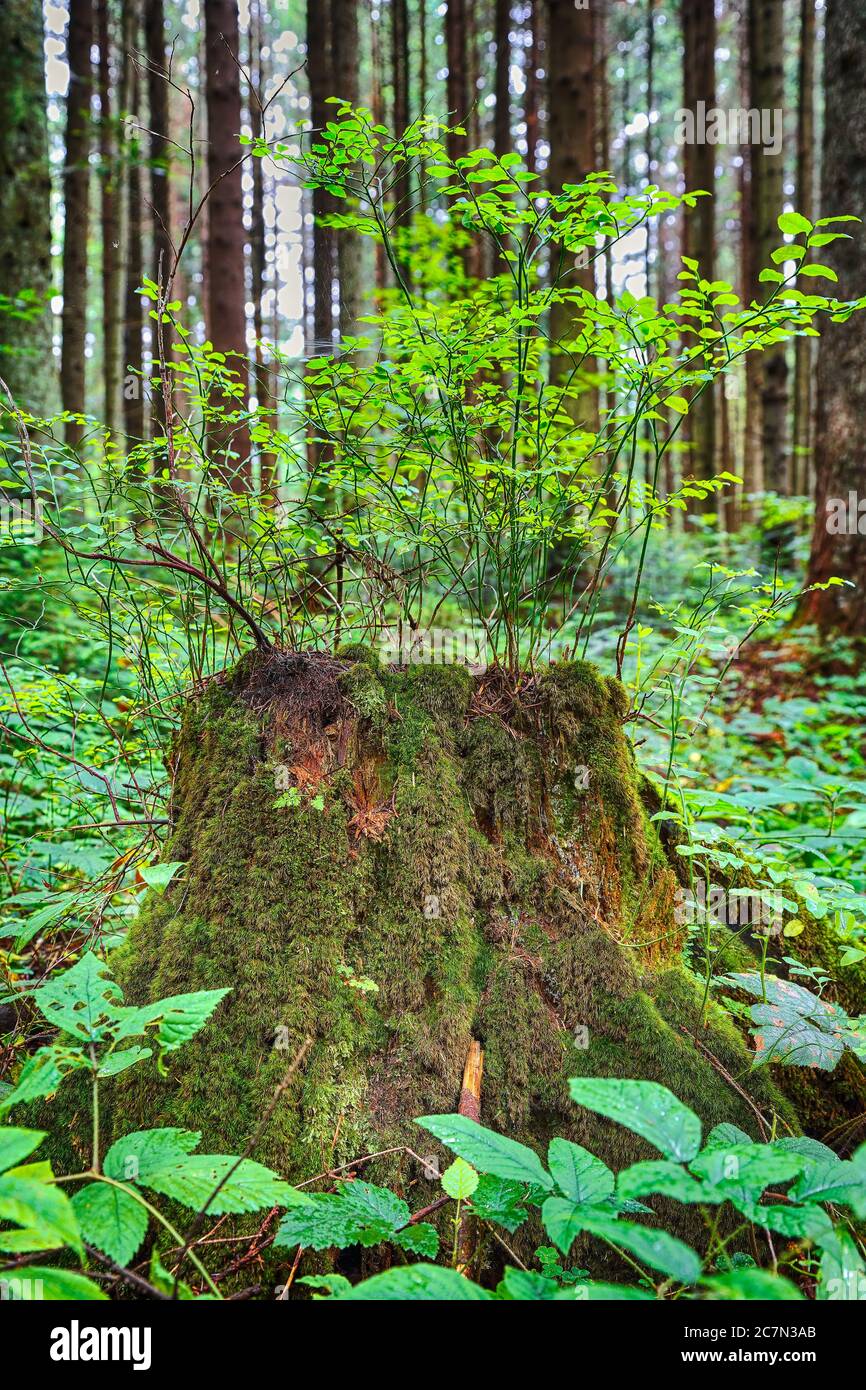 Old, mossy tree stump in green, sunlit forrest floor. Large tree stump in summer forest. Young bilberry  bush on a stump covered with moss Stock Photo