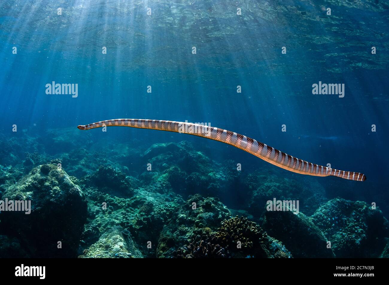 Chinese Sea Snake, Laticauda colubrina, with sun rays in background, Snake Ridge dive site, Gunung Api, near Alor, Indonesia, Banda Sea, Pacific Ocean Stock Photo