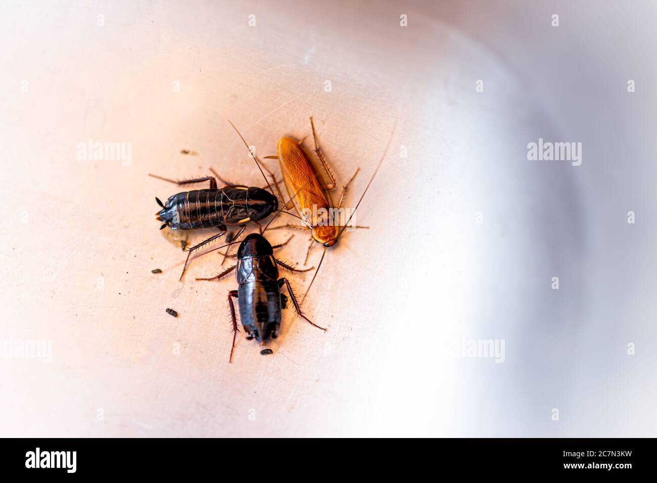 Macro closeup of three black and brown cockroaches insects in water
