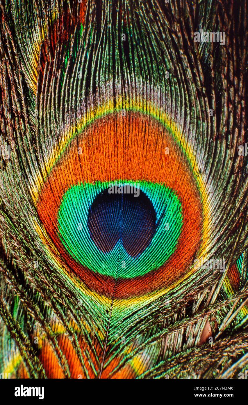 Indian Peacock, male, Pavocristiatus, feather detail with 'eye' spot Stock Photo
