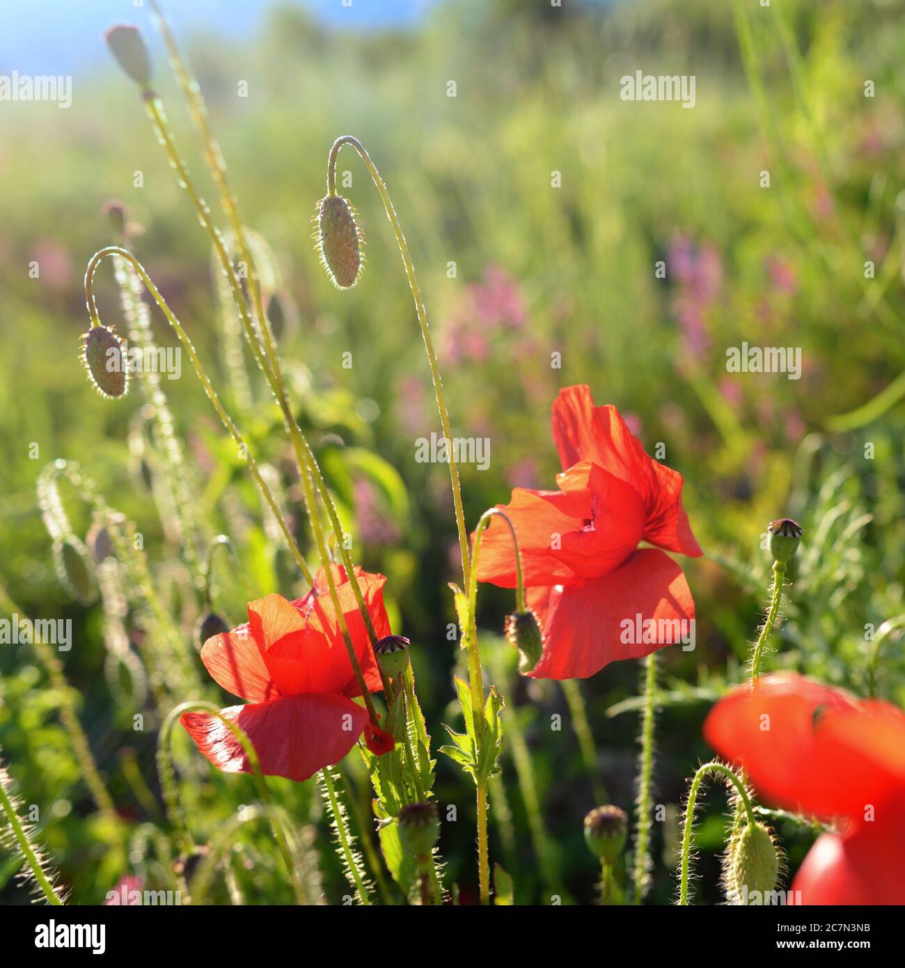 poppy flower scent
